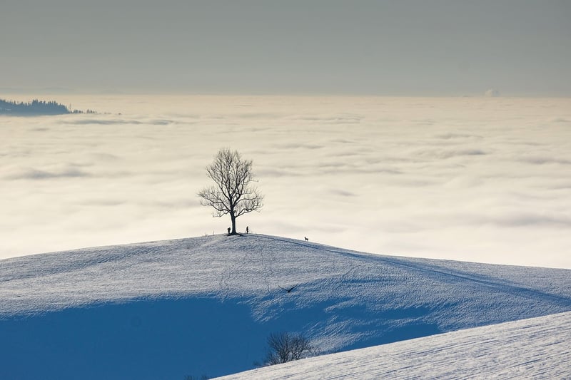 Nature Photography Book